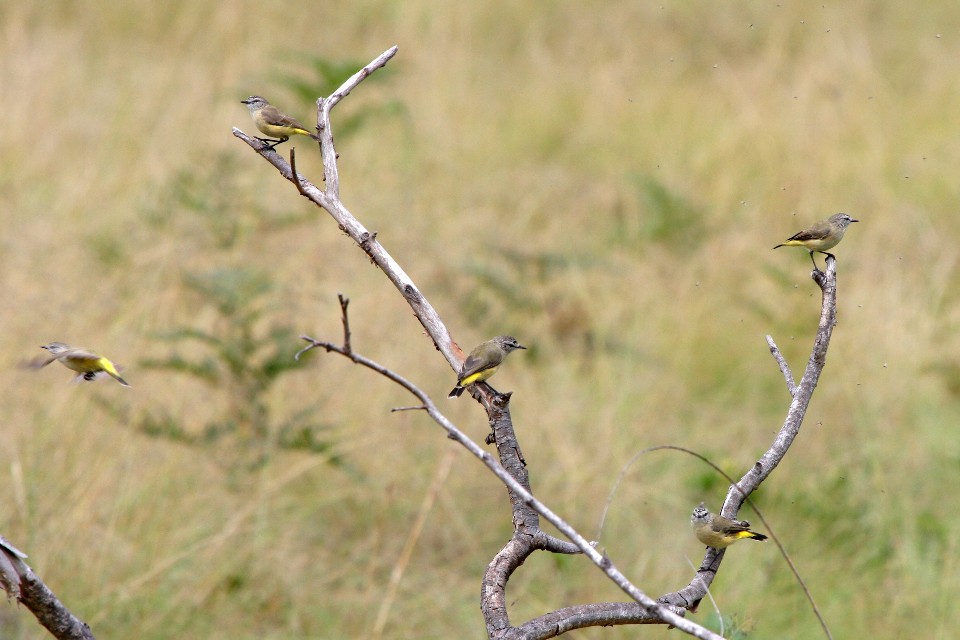 Yellow-rumped Thornbill (Acanthiza chrysorrhoa)